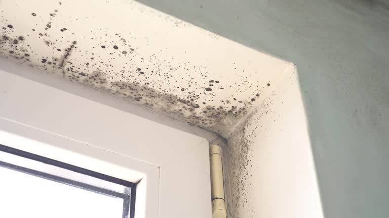 Best Mold Odor Removal Services  in Sandy Hook, CT